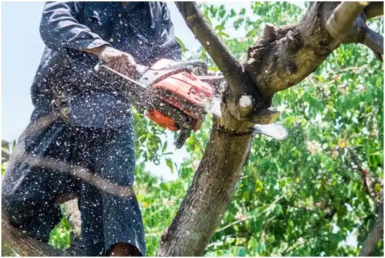 tree services Guayabal